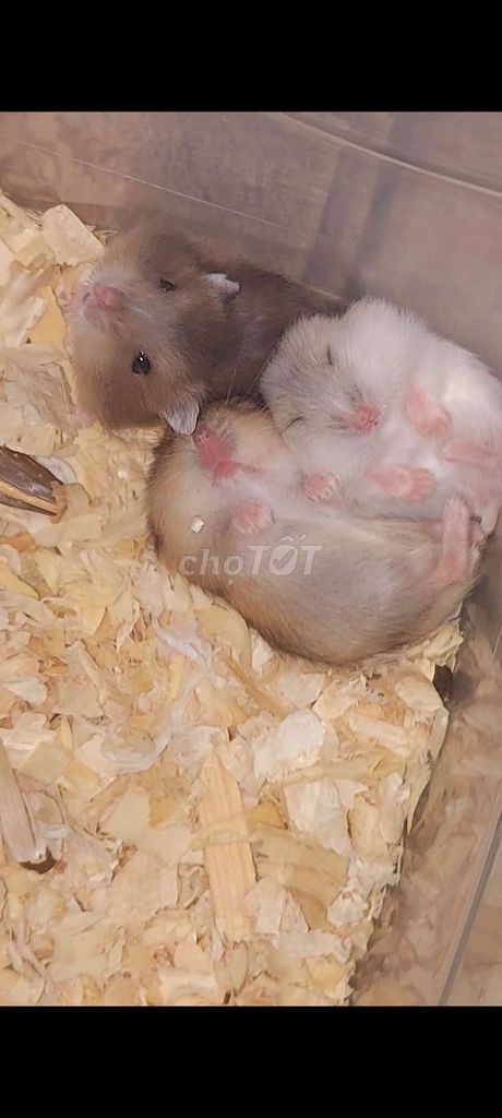 Hamster Winter White . Mua bán Thú cưng khác tại Quận Thanh Khê Đà Nẵng được đăng bởi Nguyễn Kha hình 1