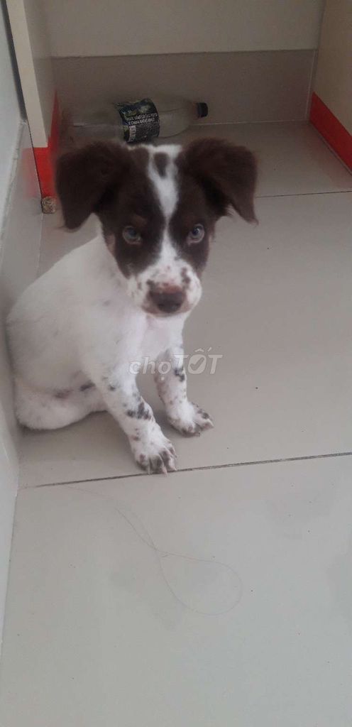 Chó Bò sữa đực 2 tháng trắng nâu. Mua bán Chó tại Quận Cái Răng Cần Thơ được đăng bởi ngovy hình 1