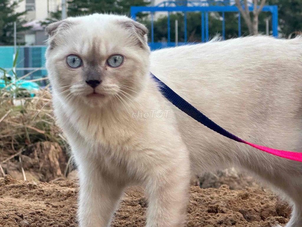 Mèo Anh lông ngắn đực 5-6 tháng màu Hyma tai cụp. Mua bán Mèo tại Quận 7 Tp Hồ Chí Minh được đăng bởi Thiên Nguyệt hình 1