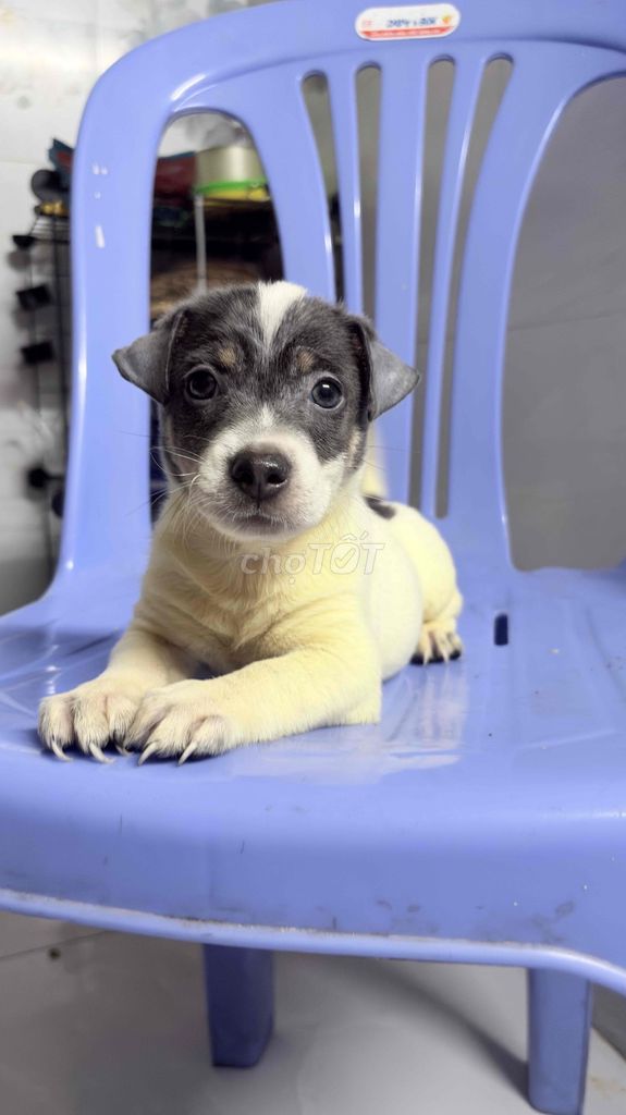 Chó Cỏ lùn lai Poodle Đực, Cái. Mua bán Chó tại Huyện Hóc Môn Tp Hồ Chí Minh được đăng bởi Thanh Trà hình 1