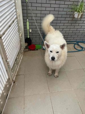 cần nán Samoyed 1 tuoi rưỡi do không có không gian