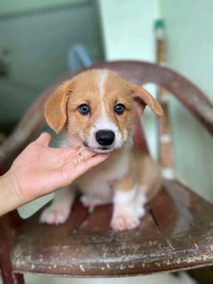 Tìm sen yêu thương ạ 🫶. Mua bán Chó tại Huyện Gia Lâm Hà Nội được đăng bởi Nguyen Minh hai