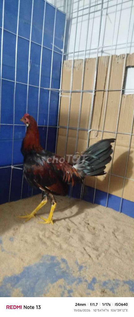 Dóc Asll kelso 9l 4t trạng 1k4 an lên . Mua bán Gà tại Huyện Hóc Môn Tp Hồ Chí Minh được đăng bởi hai gà lông gà tre  hình 1