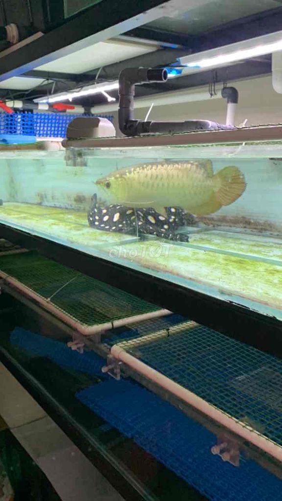 cá bối đầu vàng. size 43 cm. nguồn shop hồng anh.. Mua bán Thú cưng khác tại Quận Cầu Giấy Hà Nội được đăng bởi Hoàng đình nội hình 1