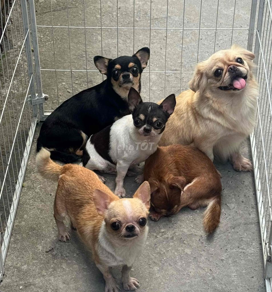Chó Chihuahua Đã Phối. Mua bán Chó tại Huyện Long Hồ Vĩnh Long được đăng bởi Kha Anh Thảo hình 1