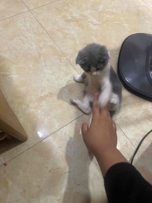 Mèo Silver Cái Xám trắng