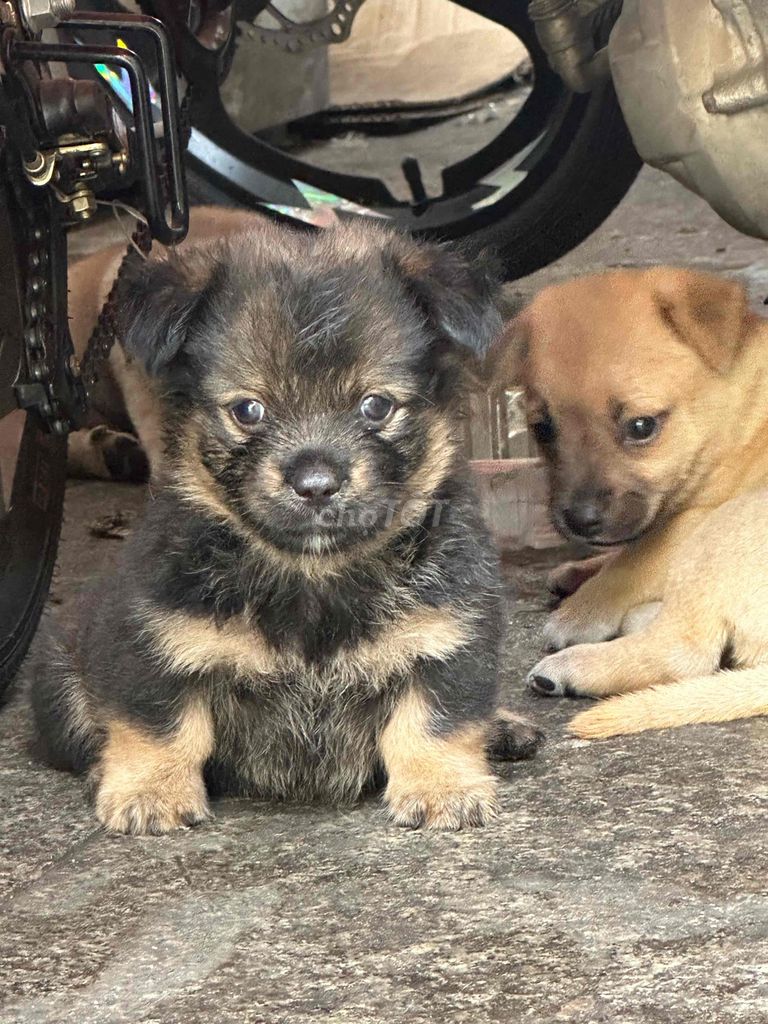 Chó con lai. Mua bán Chó tại Quận 12 Tp Hồ Chí Minh được đăng bởi Hoàng Mnh Phương hình 1