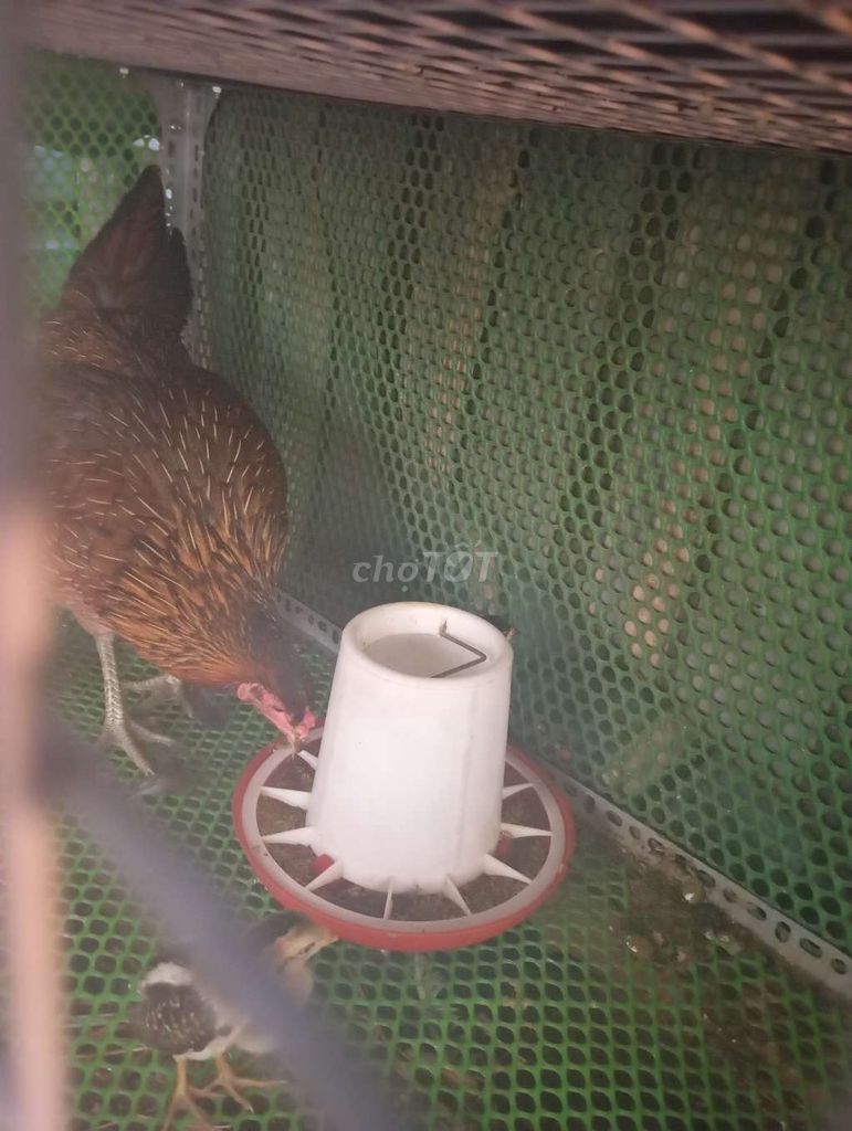 Gà Nòi Siêu Mỹ cái lớn kí. Mua bán Gà tại Quận 11 Tp Hồ Chí Minh được đăng bởi Minh Hùng hình 1