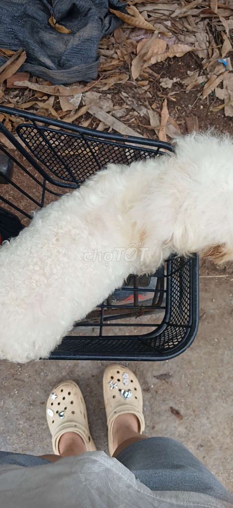 Chó Poodle Tiny cái hơn 1 tuổi. Mua bán Chó tại Huyện Ý Yên Nam Định được đăng bởi Oanh Oanh hình 1
