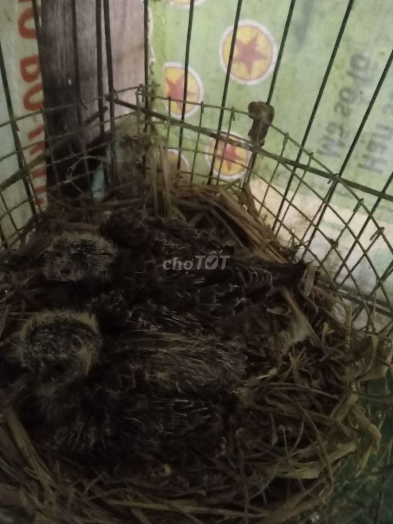 Chim cu non gáy gù. Mua bán Chim tại Huyện Đức Hòa Long An được đăng bởi cu hình 1