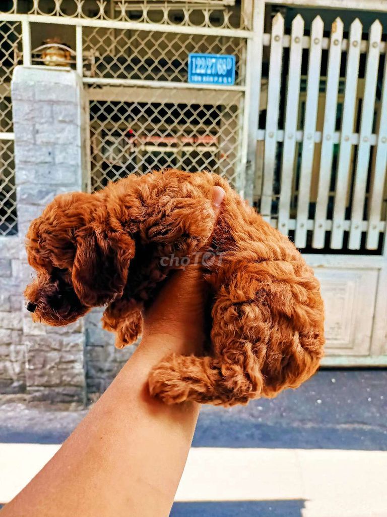 Poodle size Mini