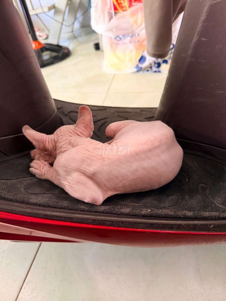 Mèo không lông cái 3 tháng. Mua bán Mèo tại Thành phố Thủ Dầu Một Bình Dương được đăng bởi nam ngô hình 1