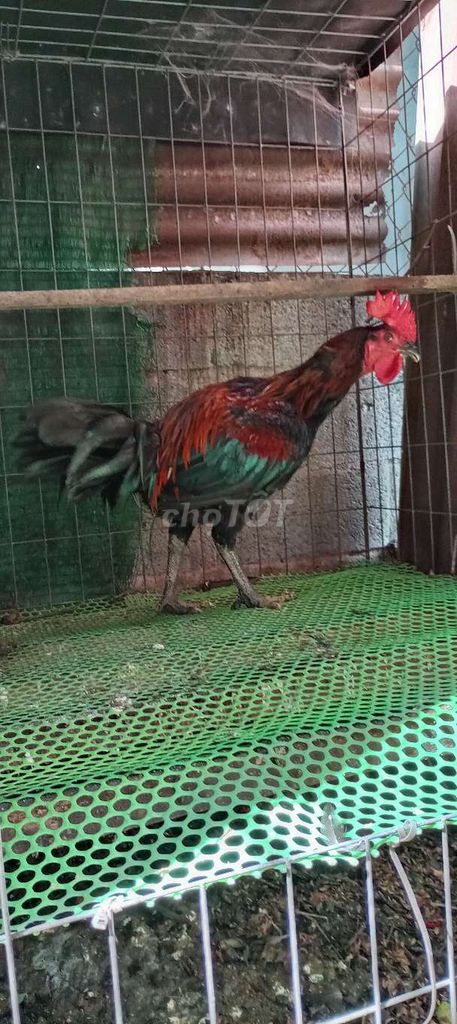 Gà Peru trống khoản 3,6kg . . Mua bán Gà tại Huyện Hóc Môn Tp Hồ Chí Minh được đăng bởi FB Huy Cuong Peru Gallos hình 1
