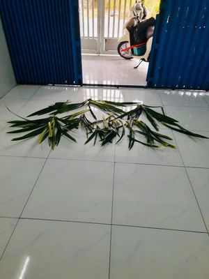 CHO THUÊ NHÀ PHƯỜNG BỬU LONG GIÁ 6 TRIỆU