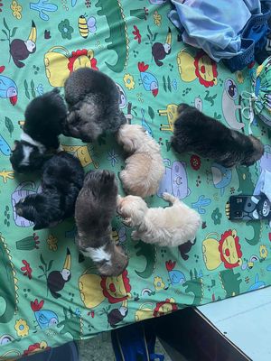 corgi lai poodle. Mua bán Chó tại Quận Hải Châu Đà Nẵng được đăng bởi Thương
