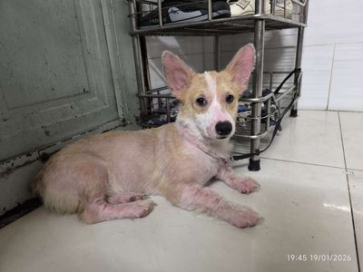 Chó Corgi con vàng trắng