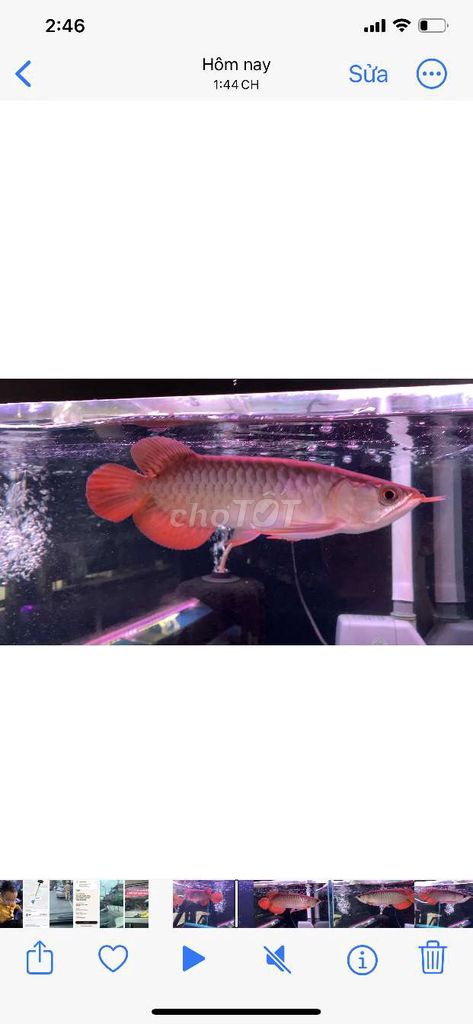 Cá Rồng Huyết Long size 20cm Indonesia chuẩn chỉ. Mua bán Thú cưng khác tại Huyện Bình Chánh Tp Hồ Chí Minh được đăng bởi Tuấn Anh Cá Kiểng Online hình 5