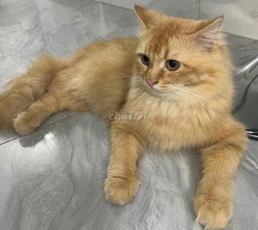 Mèo Anh lông dài đực Vàng 2 tuổi. Mua bán Mèo tại Quận Bình Tân Tp Hồ Chí Minh được đăng bởi Nhung Kim hình 1