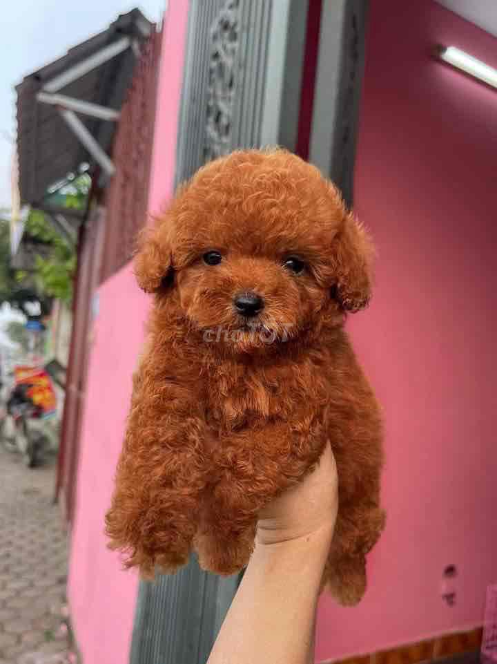 nhà còn mấy bé poodle  thuần chủng đã tiêm ngừa