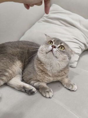 Mèo Anh lông ngắn Golden Blue 1.5 tuổi