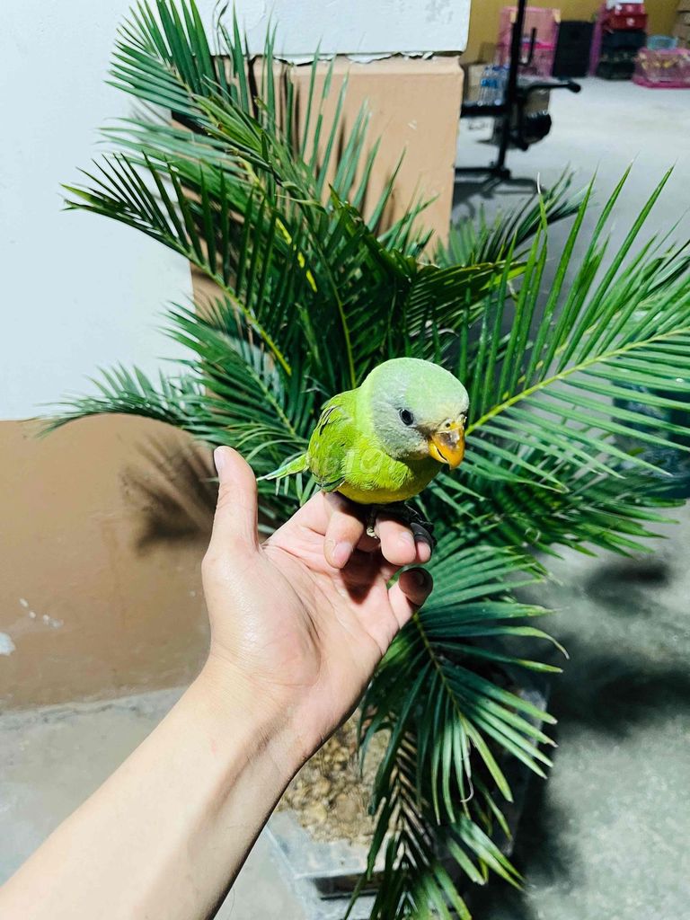 vẹt cảnh dạy nói. Mua bán Chim tại Huyện Chương Mỹ Hà Nội được đăng bởi menuoipet29 hình 1