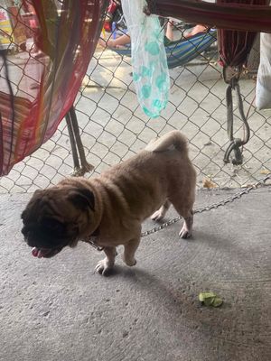 PUG