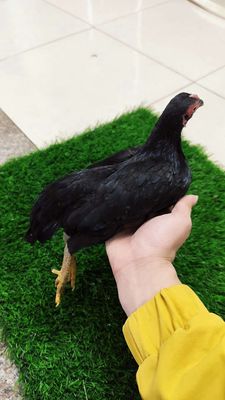 Gà tre bắc mái ô. Mua bán Gà tại Huyện Chương Mỹ Hà Nội được đăng bởi Ga tre bac