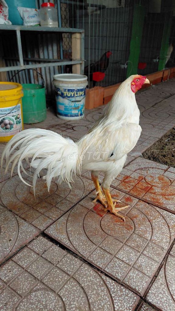Gà chọi Đực Trắng 3.2kg. Mua bán Gà tại Huyện Mang Thít Vĩnh Long được đăng bởi Thiện Vĩnh Long hình 1