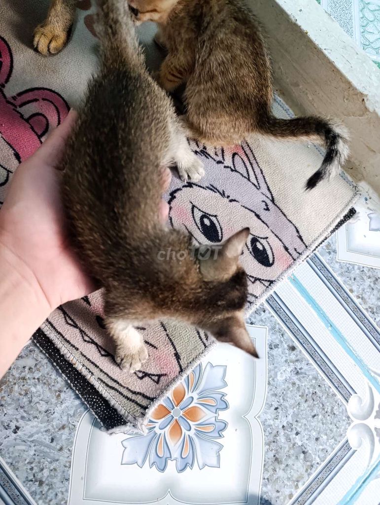 mèo vàng mà mèo sậm. Mua bán Mèo tại Huyện Nhà Bè Tp Hồ Chí Minh được đăng bởi Quốc Huy hình 1