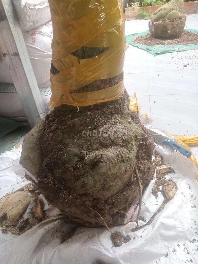 Cây cảnh Lộc vừng Dáng trực. Mua bán Cây cảnh, đồ trang trí tại Huyện Châu Thành Đồng Tháp được đăng bởi  hiền nth hình 1