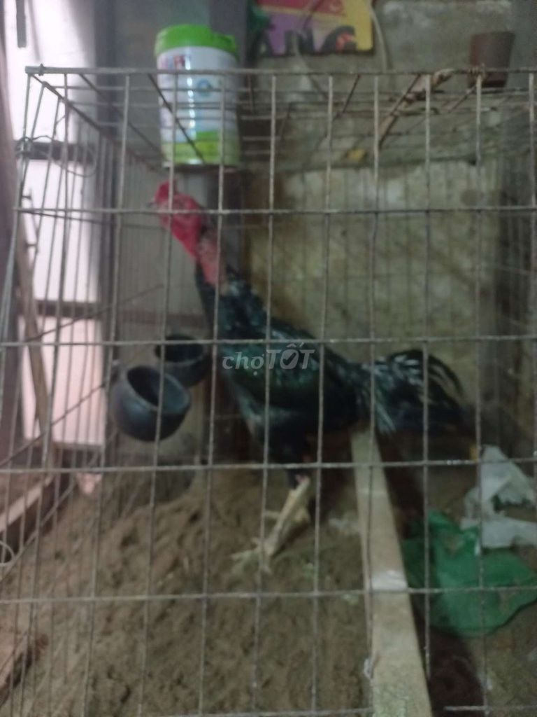 Bán gà đúc, gà phu. Mua bán Gà tại Quận Ba Đình Hà Nội được đăng bởi Nguyễn Thiện Phong hình 1