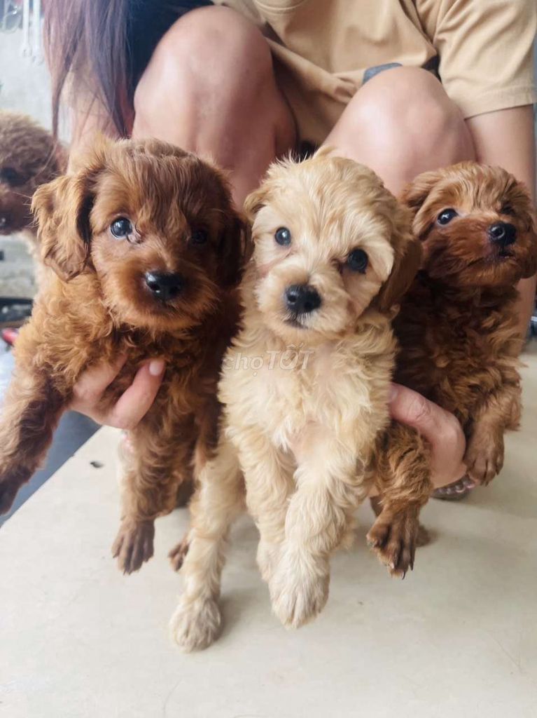 Chó Poodle nhà đẻ giá hạt dẻ 1triệu8 1bé. Mua bán Chó tại Thành phố Thuận An Bình Dương được đăng bởi Thành hình 2