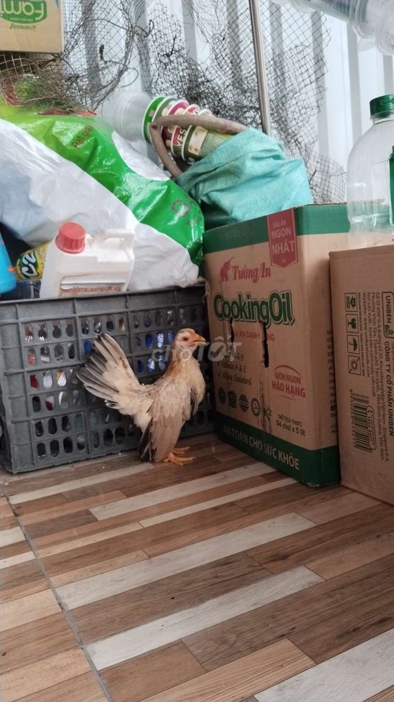 Mái serama khét chuối mặt đỏ!. Mua bán Gà tại Quận 12 Tp Hồ Chí Minh được đăng bởi Nguyễn Hoài Nam hình 2