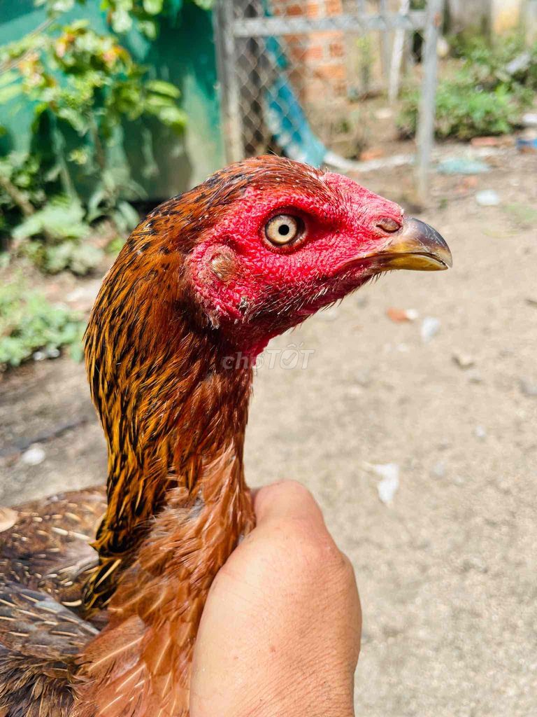 Gà mái kèo cứng