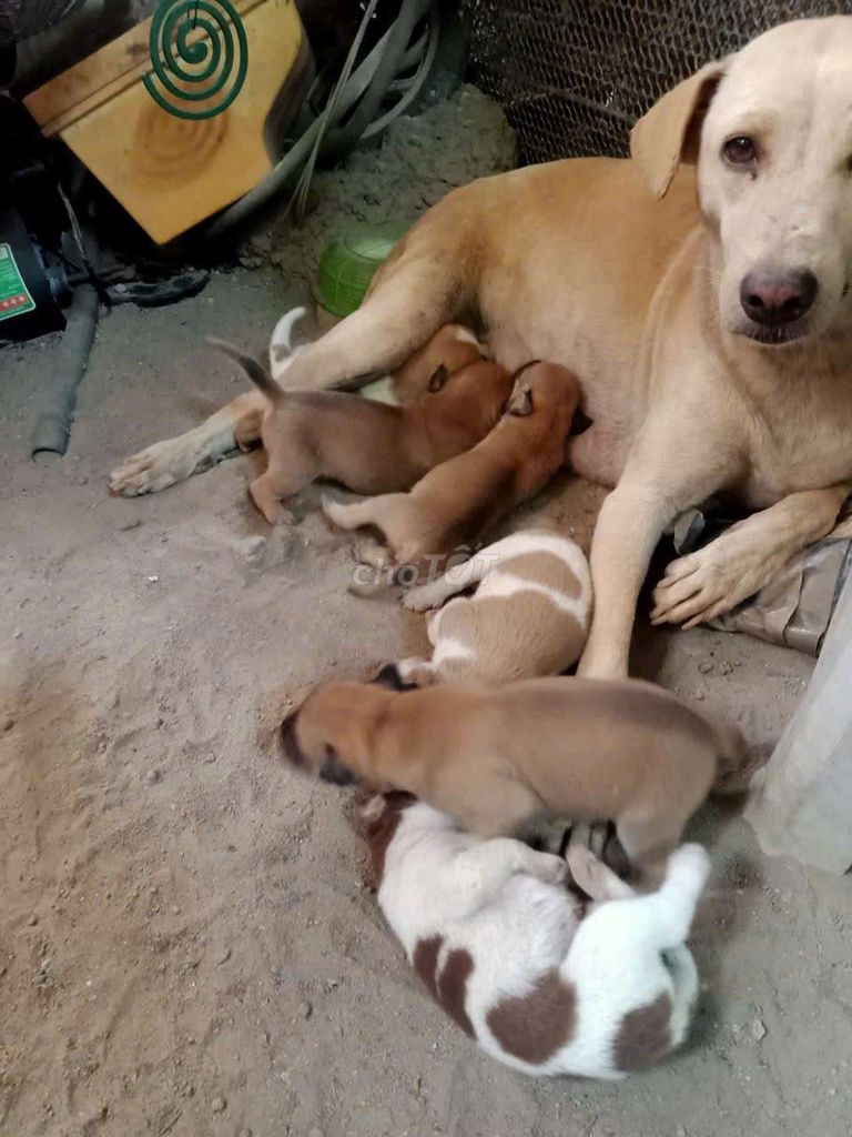 Chó con màu Nâu Trắng. Mua bán Chó tại Huyện Bàu Bàng Bình Dương được đăng bởi Nam Hao hình 1