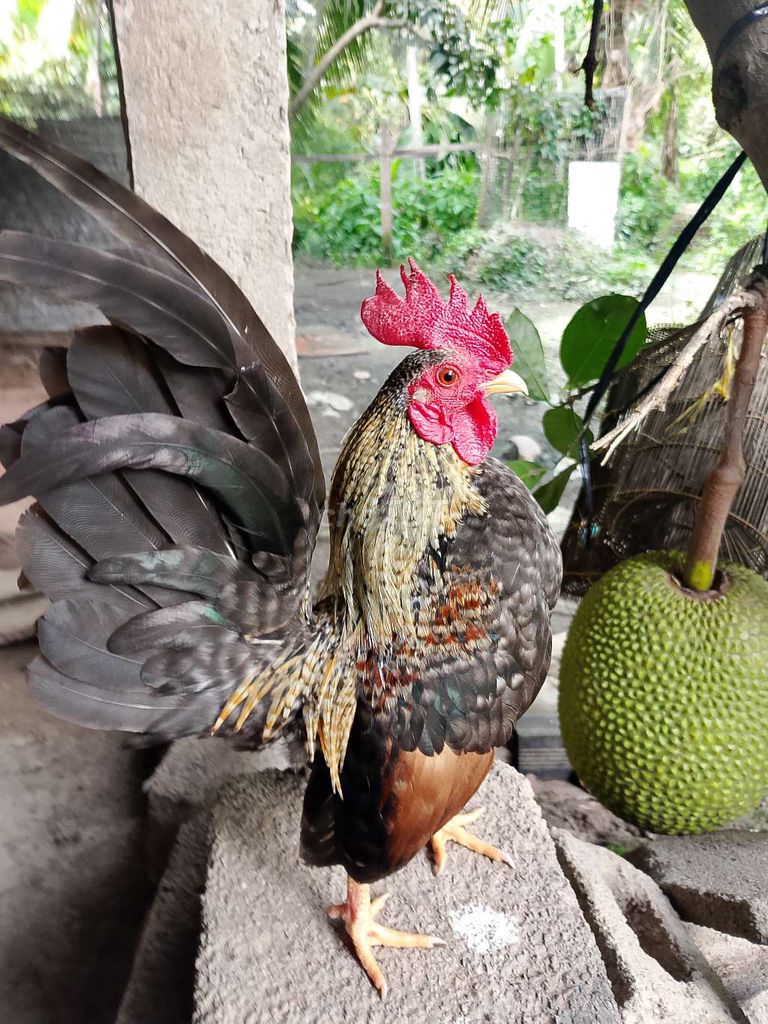 Gà Serama 500g Đa sắc. Mua bán Gà tại Huyện Châu Thành Tiền Giang được đăng bởi Trường Ngô hình 1