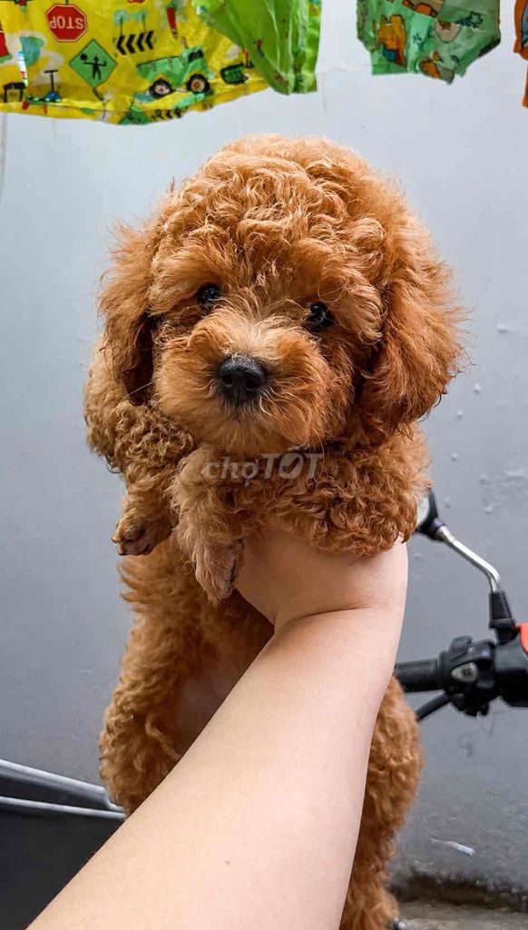 Chó Poodle Đực, Cái. Mua bán Chó tại Quận 8 Tp Hồ Chí Minh được đăng bởi Kim Hân  hình 1