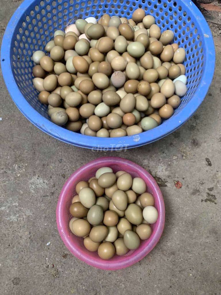 Trứng chim trĩ Thụy Phương. Mua bán Đồ ăn, thực phẩm và các loại khác tại Quận Long Biên Hà Nội được đăng bởi tổng kho gia dụng  hình 1