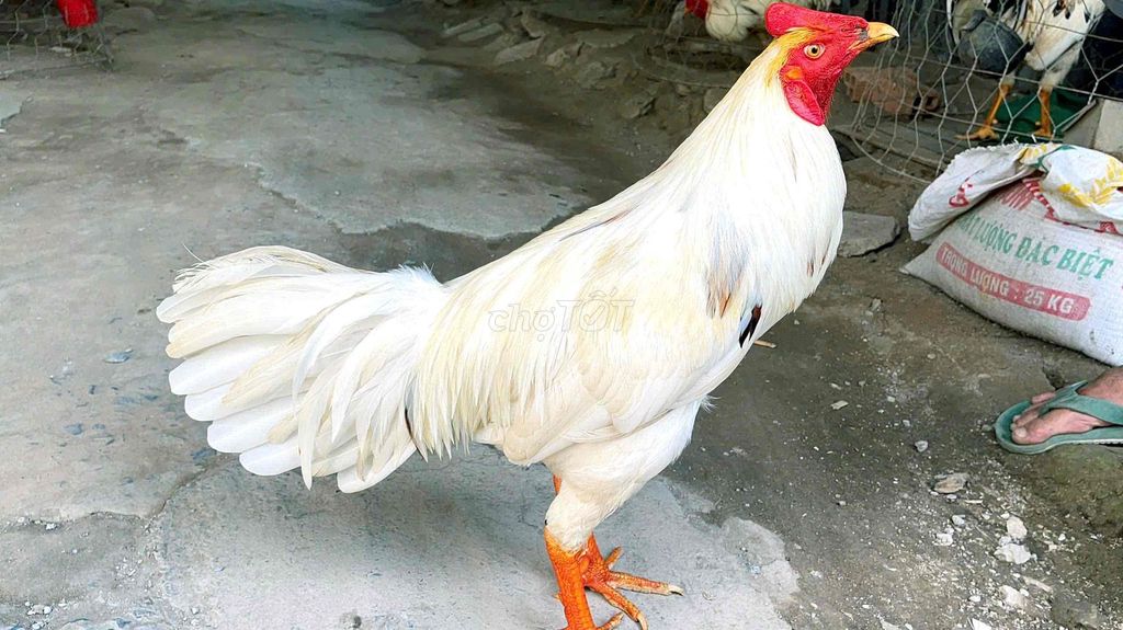 GÀ BƯỚM 3k3G CÁN CÓ ĐỒ CHƠI. Mua bán Gà tại Thị xã Bình Minh Vĩnh Long được đăng bởi Gà Danh hình 1