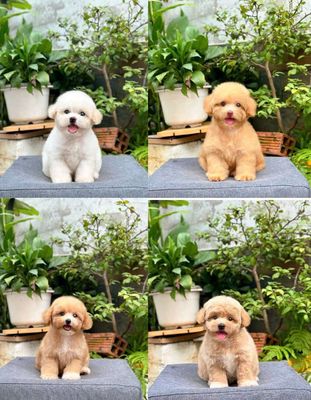Poodle tiny thuần chủng. Mua bán Chó tại Thành phố Thuận An Bình Dương được đăng bởi THUẬN pet
