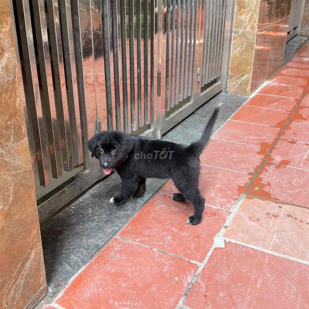 Chó con Golden Border Retriever  3 tháng màu Đen. Mua bán Chó tại Quận Cầu Giấy Hà Nội được đăng bởi Trương anh quân hình 1