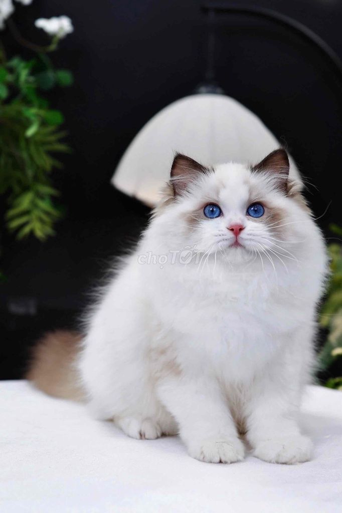 Mèo Ragdoll Nhập Khẩu. Mua bán Mèo tại Quận Đống Đa Hà Nội được đăng bởi Nguyễn Thu Trang hình 1