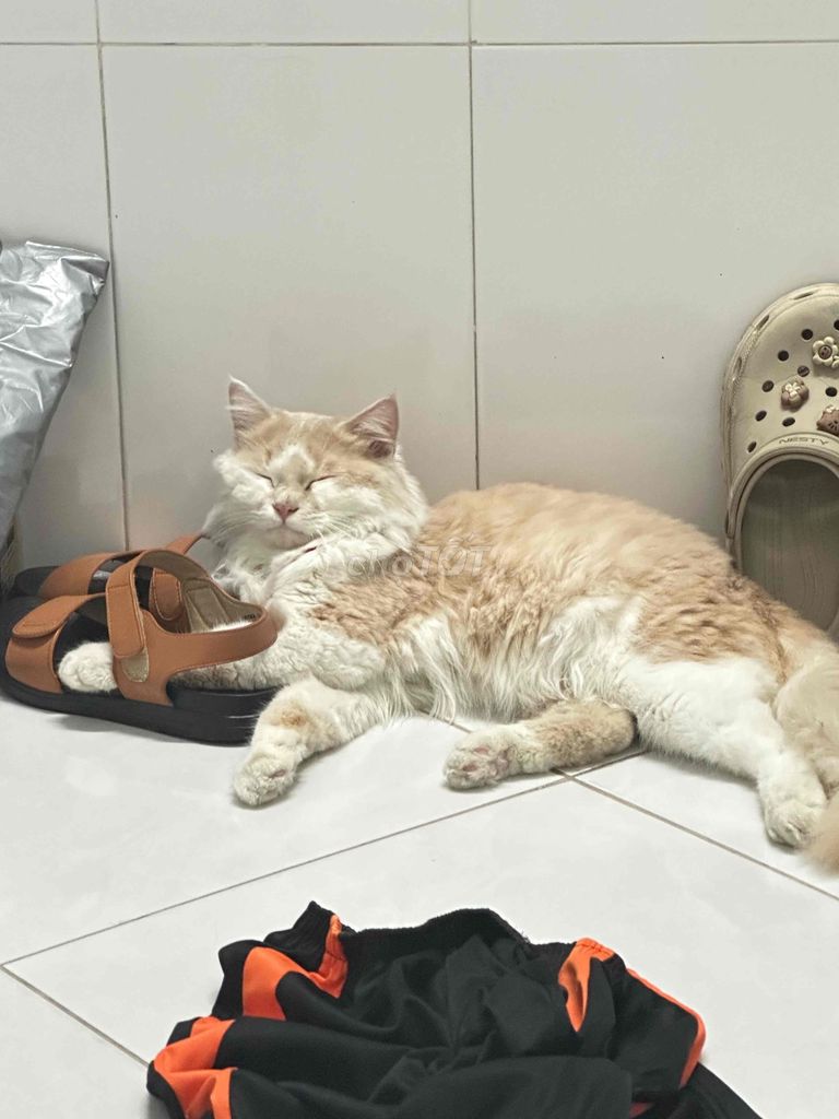 Dịch vụ phối giống mèo Anh lông dài. Mua bán Mèo tại Quận 7 Tp Hồ Chí Minh được đăng bởi Tên chưa cung cấp hình 1