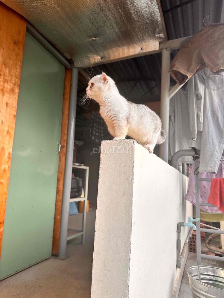 Mèo Tai cụp đực 3 tháng. Mua bán Mèo tại Quận Tân Bình Tp Hồ Chí Minh được đăng bởi hong hoa hình 1