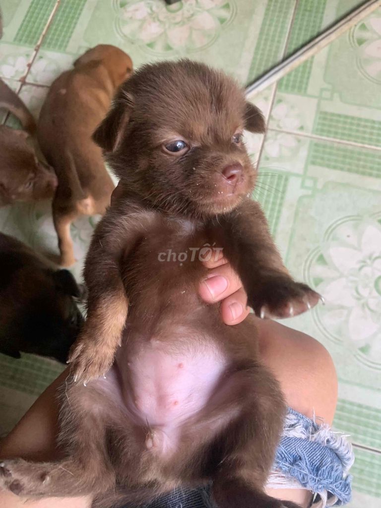 chóncon cưng