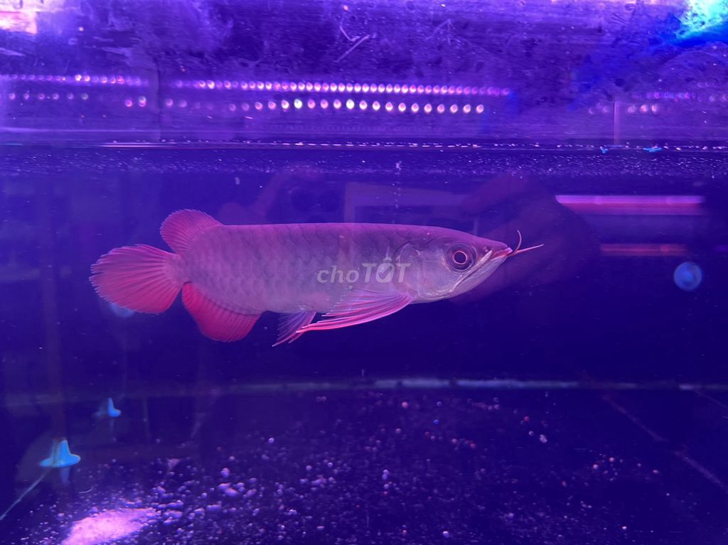 Huyết long Indo,U 19/20cm_đầu muỗng,đuôi to,ửng đỏ. Mua bán Thú cưng khác tại Quận Bình Tân Tp Hồ Chí Minh được đăng bởi cacanhnamlong hình 6