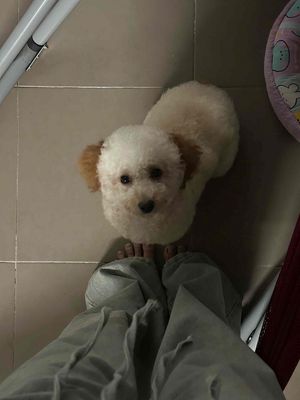 chó poodle