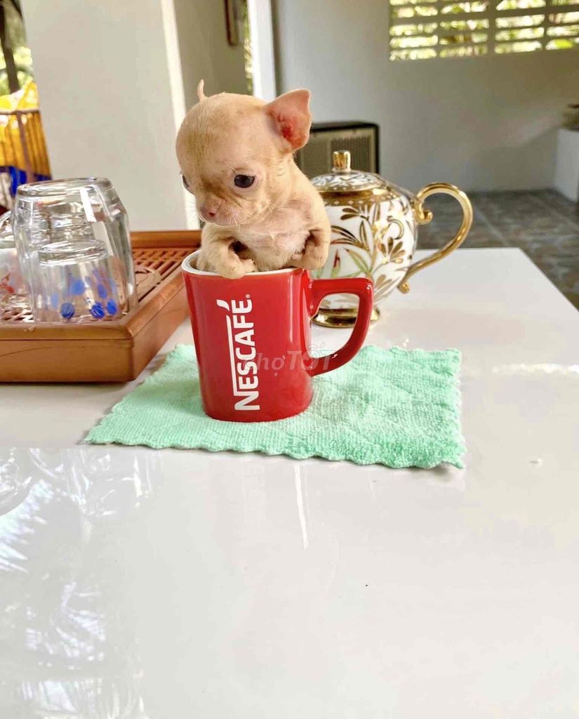 Chihuahua Teacup & Mini thuần chùng