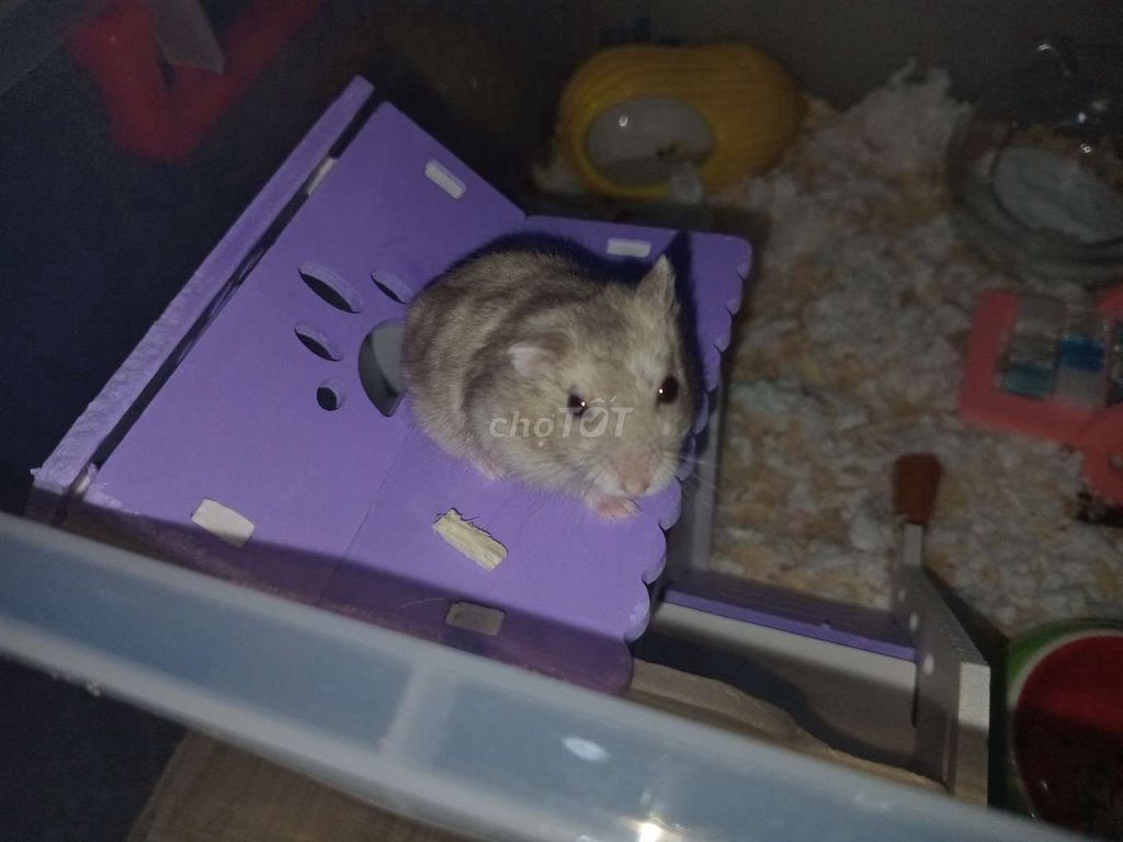 Chuột Hamster Sapphire Xám Sóc nhà và thức ăn. Mua bán Thú cưng khác tại Huyện Chơn Thành Bình Phước được đăng bởi Hân Khả hình 1