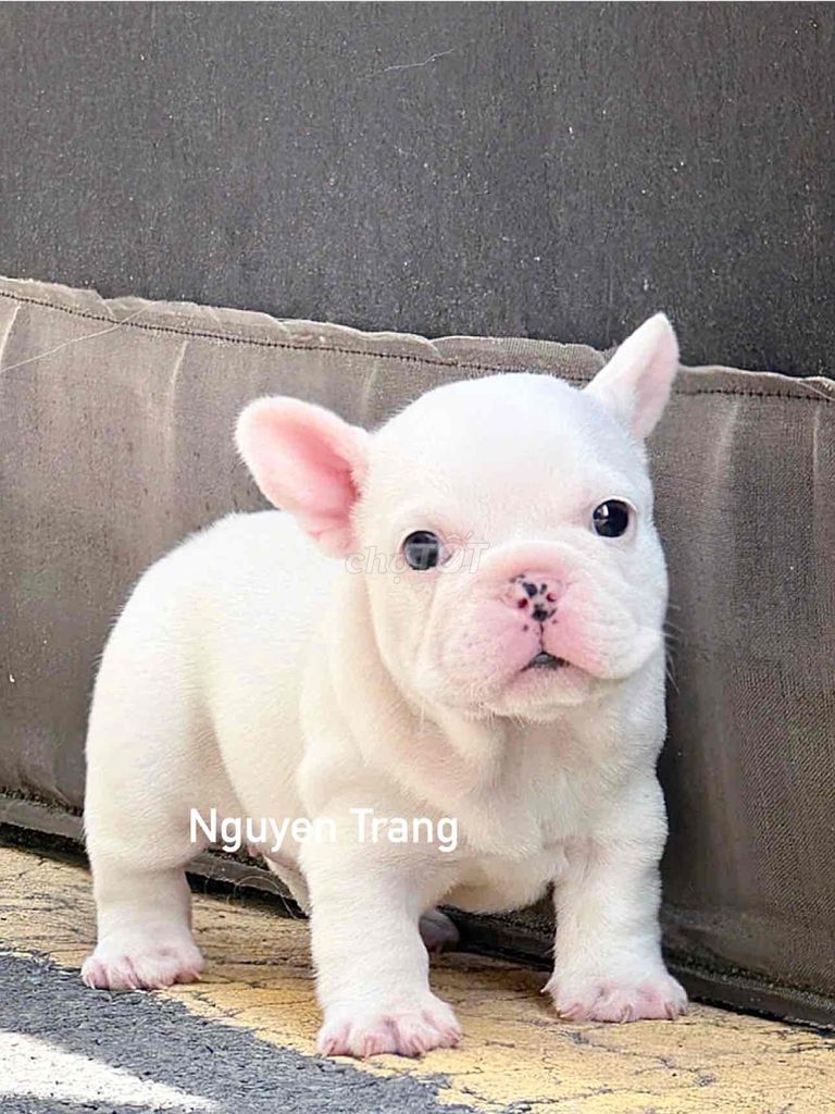 chó bullpháp thuần chủng đàn mới. Mua bán Chó tại Quận Bình Tân Tp Hồ Chí Minh được đăng bởi Trang  hình 1